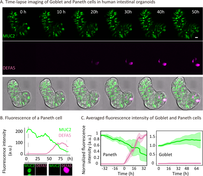 figure-results-4 Time-lapse of Goblet, Paneth cells in organoids; includes MUC2, DEFA5 fluorescence, graphs, charts.