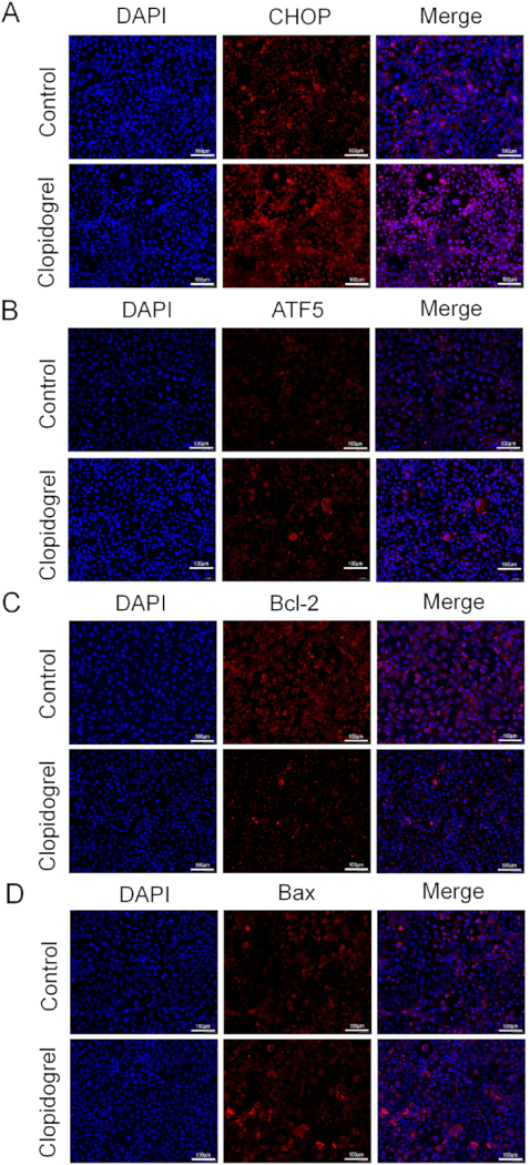 细胞染色荧光显微镜；DAPI、CHOP、ATF5、Bcl-2、Bax；对照组与氯吡格雷处理组分析。