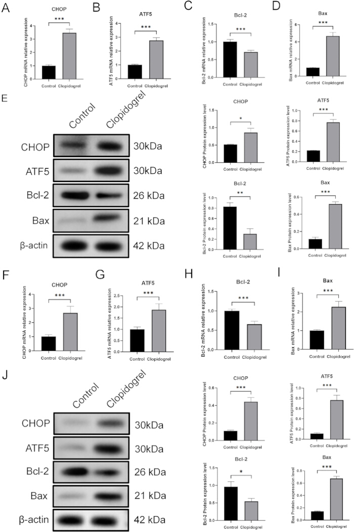 基因表达分析、mRNA 和蛋白质水平比较、柱状图及 Western blot 结果。