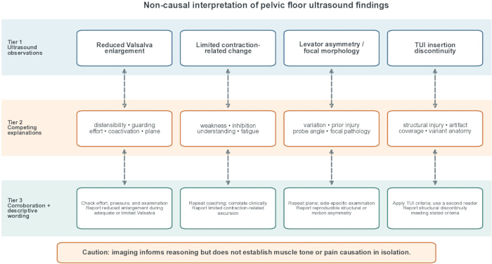 figure-protocol-5 Non-causal pelvic floor ultrasound interpretation diagram; shows observations and explanations.