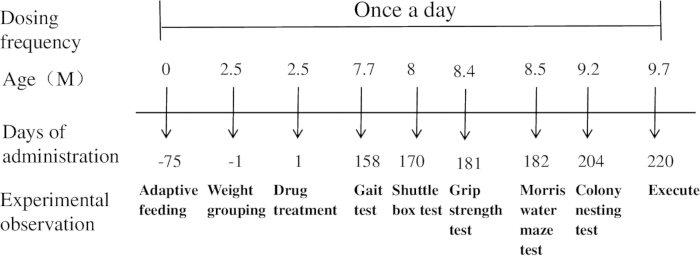 figure-results-1 Dosing frequency timeline diagram for experimental drug testing, detailing procedures and observations.