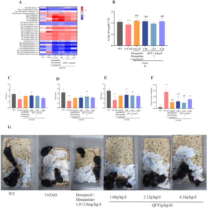 figure-results-3 Heatmap, bar graphs, and mouse experiment images displaying protein expression and treatment effects.
