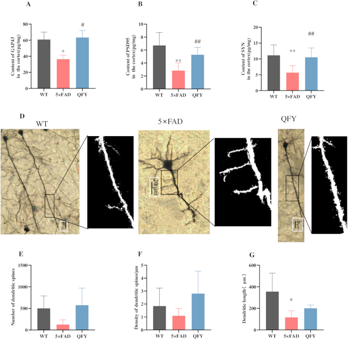 figure-results-4 Neurochemical analysis; bar graphs A-C, microscopy D, dendritic stats E-G; WT, 5×FAD, QFY comparisons.