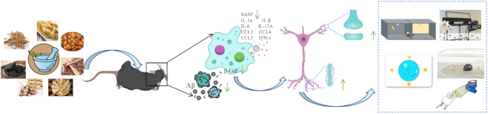 figure-results-7 Herbal compound effects on brain cells; diagram; rodent model, neuroinflammation process study.