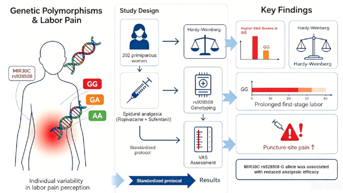 figure-protocol-1 Genetic polymorphisms diagram; MIR30C rs928508 genotyping, labor pain, epidural analgesia study.