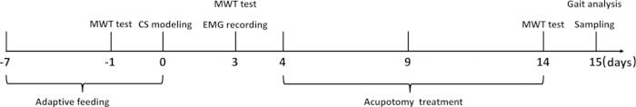 figure-results-1 Timeline diagram of acupotomy treatment process with MWT tests, EMG recording, and gait analysis.