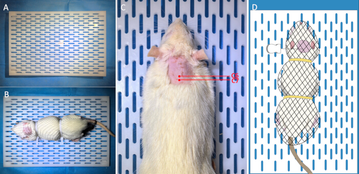 figure-results-3 Animal research preparation, including rat immobilization diagram, for medical procedure setup.