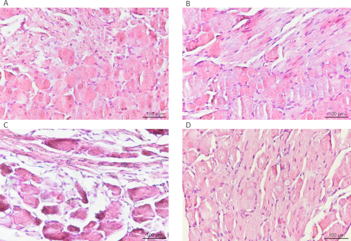 figure-results-7 Histology tissue comparison, four slides, microscopy image, 100μm scale for cellular analysis.