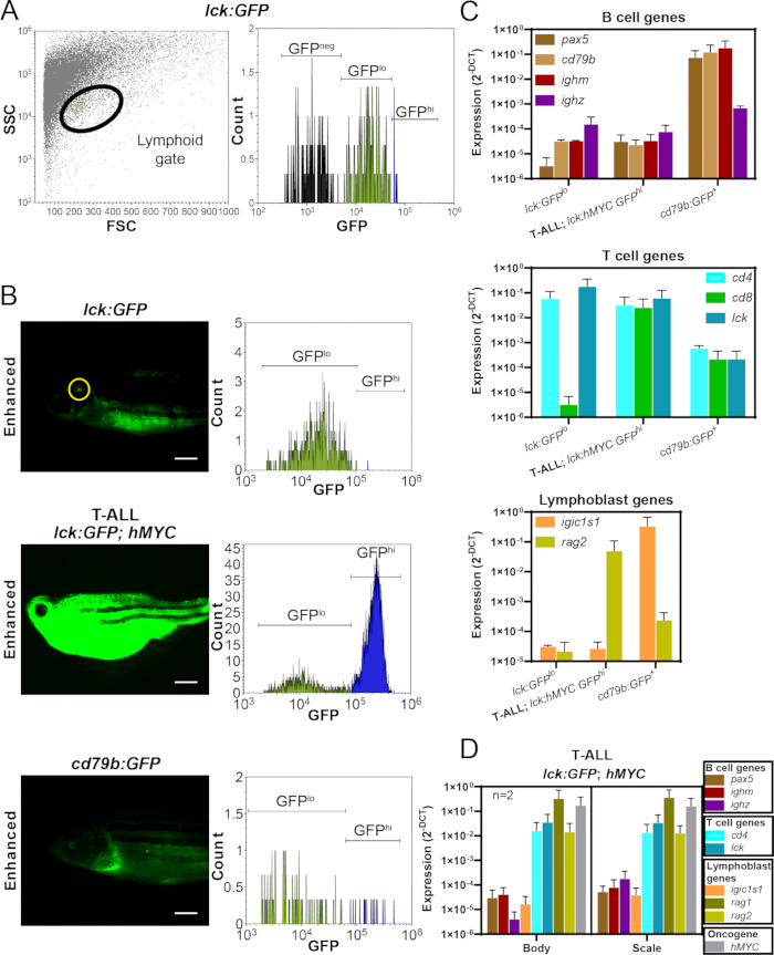 figure-results-2 Flow cytometry analysis, GFP expression, dot plots, bar graphs, gene expression in lymphoid cells.