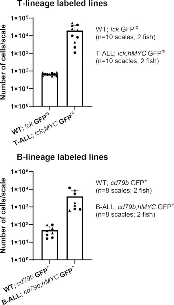 figure-results-3 T and B-lineage cell count comparison; bar chart; WT vs. ALL markers; n=10, 8 scales, 2 fish each.