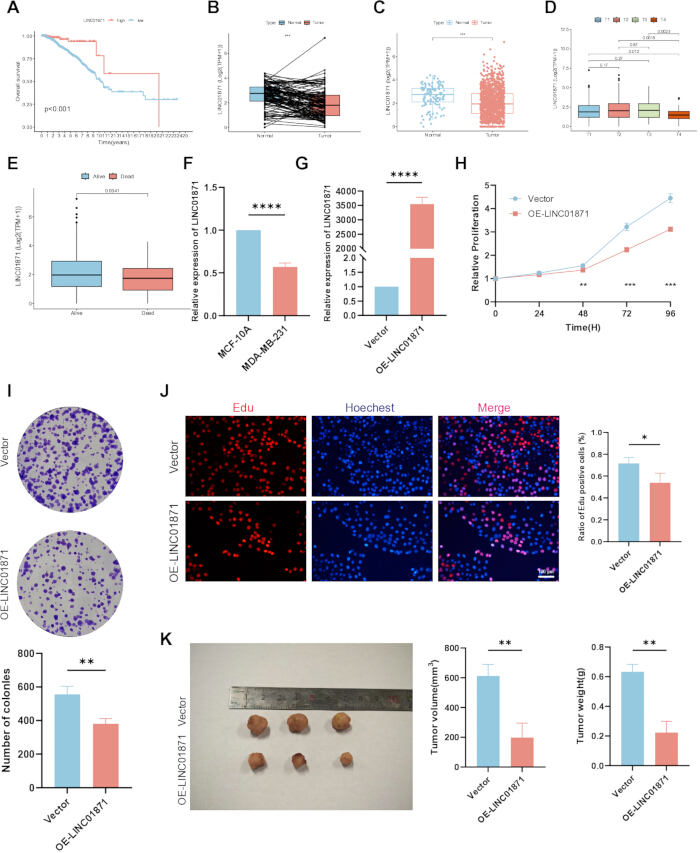 figure-results-3 LINC01871 expression analysis; survival curve, expression levels, proliferation, tumor weight, and volume.