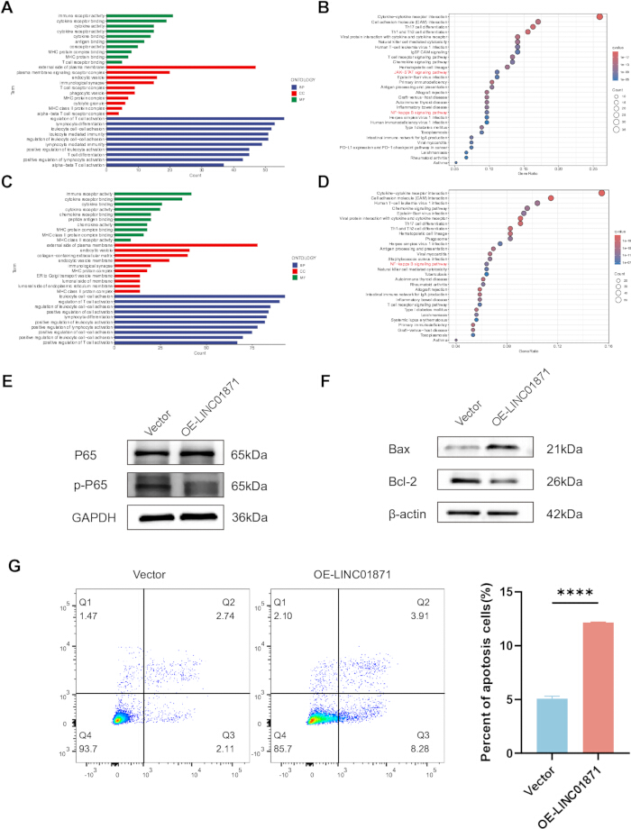 figure-results-4 Gene expression analysis; bar charts, scatter plots, protein blots; apoptosis data comparison.