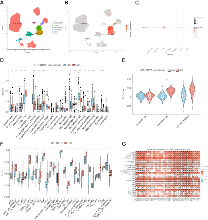 figure-results-6 LINC01871 expression analysis, UMAP plots, boxplots, violin plots, and heatmap for cell correlation studies.