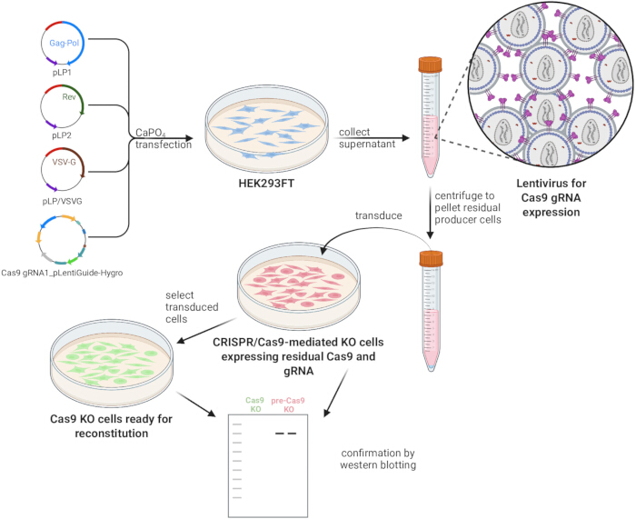 figure-results-1 CRISPR/Cas9 process diagram; KO cells for reconstitution; lentivirus transduction, Western blot.