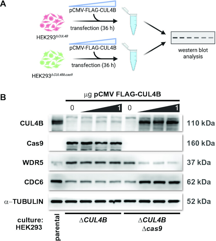 figure-results-2 HEK293 transfection diagram with pCMV-FLAG-CUL4B and western blot results, protein analysis.