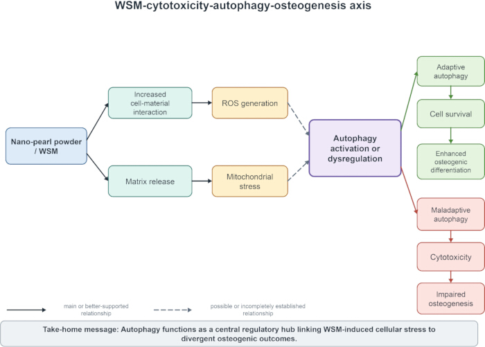 figure-protocol-1 WSM-cytotoxicity diagram depicting autophagy-osteogenesis axis, showcasing cellular stress pathways.