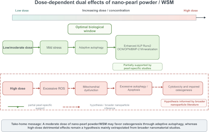 figure-protocol-2 Dose-dependent dual effects diagram; nano-pearl powder impacts autophagy, osteogenesis by dosage.