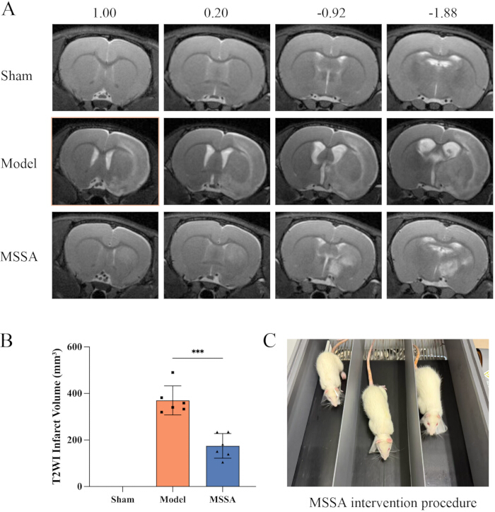 figure-results-2 MRI scans of mice brains, bar chart of T2WI infarct volume, and MSSA intervention procedure with rats.