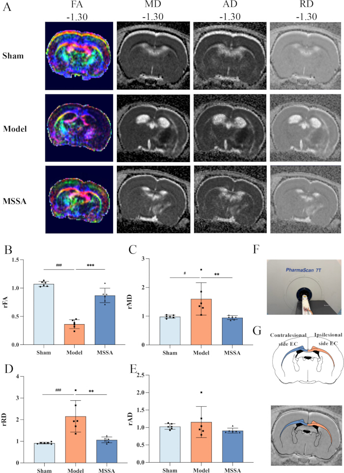 figure-results-3 Brain MRI diffusion tensor imaging, FA, MD, AD, RD maps, rat model study, bar graphs, PharmaScan 7T.