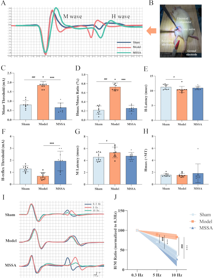 figure-results-5 Electrophysiology study; waveform graphs, bar charts; H-reflex threshold, M/H wave, sciatic nerve setup.