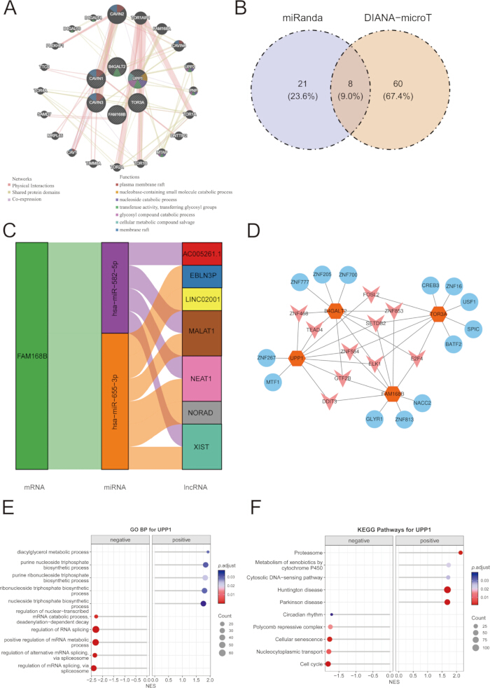 Gene interaction mapping with network nodes (A, D), Venn diagram (B), Sankey diagram (C), GO and KEGG pathway charts (E, F).