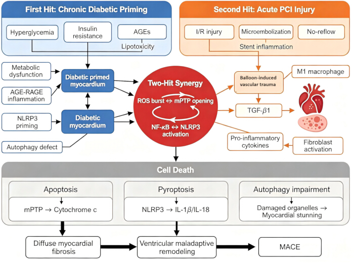 Chronic diabetic priming and acute PCI injury diagram; NLRP3 activation and myocardial remodeling.