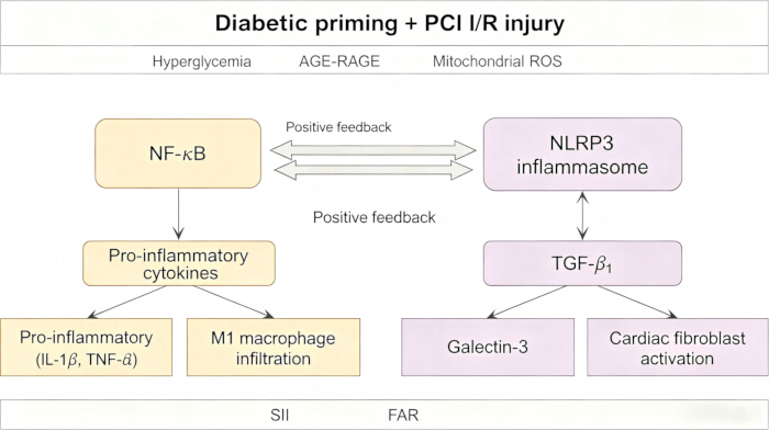 Diabetic priming process diagram; NF-κB, NLRP3 inflammasome activation; cytokine pathways.