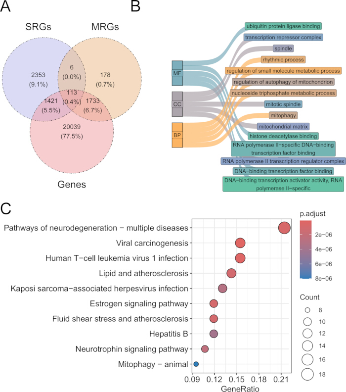 figure-results-1 Venn diagram of SRGs and MRGs, Sankey diagram of gene regulation, pathway analysis chart.