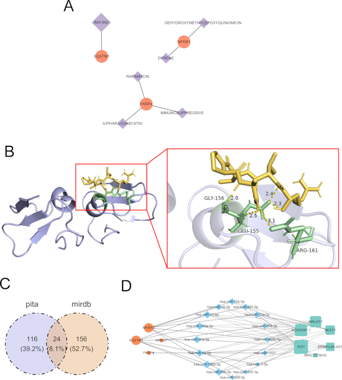 figure-results-7 Protein interaction network diagram, molecule binding structure, Venn analysis, gene regulation.