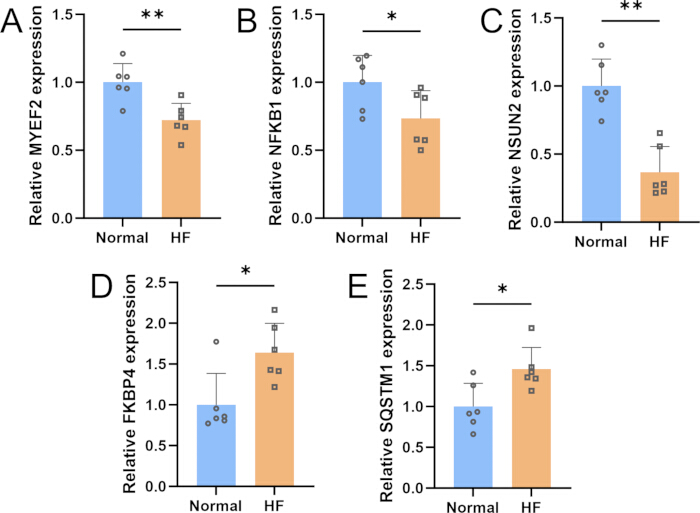 figure-results-8 Gene expression bar graphs comparing MYEF2, NFKB1, NSUN2, FKBP4, SQSTM1 in normal vs HF samples.