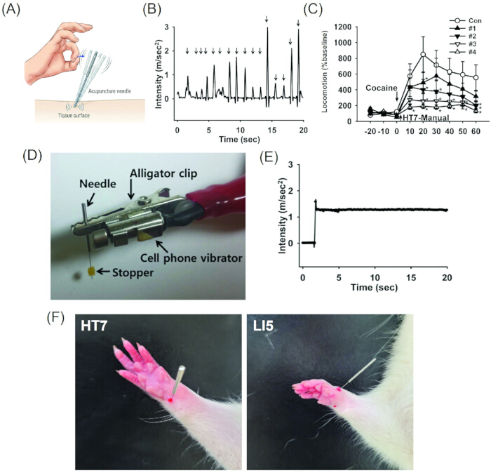 figure-results-1 Acupuncture setup, intensity graphs, vibrational device, cocaine response chart, rodent acupuncture sites.