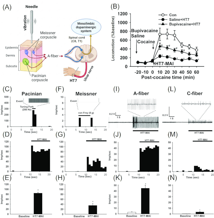 figure-results-3 Sensory response diagram with graphs showing cocaine impact on Pacinian, Meissner, A-fiber, C-fiber.