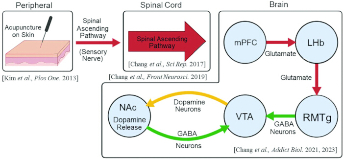 figure-results-4 Acupuncture physiology diagram, spinal and brain pathways, dopamine and GABA neuron interactions.