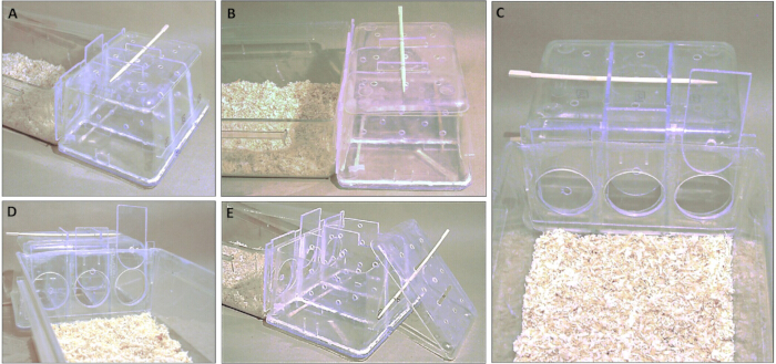 figure-results-1 Mouse behavioral experiment setup; transparent maze for animal cognition study; experimental apparatus.