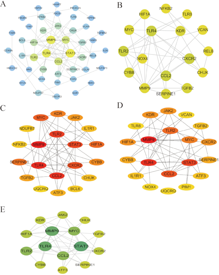 figure-results-4 基因相互作用网络图;通过节点和连接可视化生物信息学中的通路。