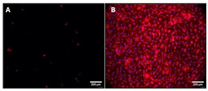 figure-results-5 Microscope images of cell viability assay showing cell density difference; red and blue staining.
