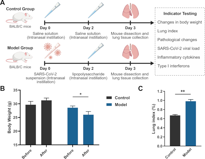 BALB/C mice study on lung tissue, SARS-CoV-2 effects; includes weight, lung index charts, cytokine tests.