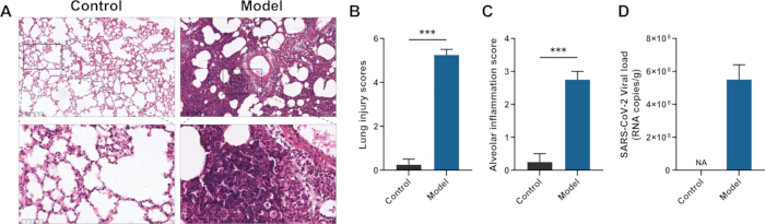 Lung histology and analysis: injury and inflammation scores, SARS-CoV-2 viral load comparison chart.