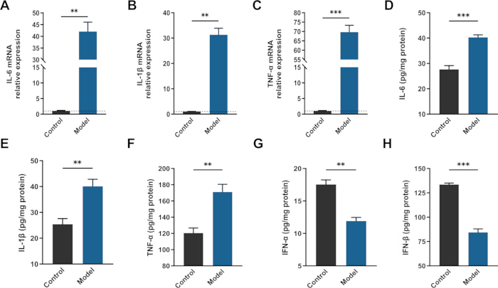 Bar chart showing cytokine mRNA and protein levels; IL-6, TNF-α, IFNγ in control vs model setup.