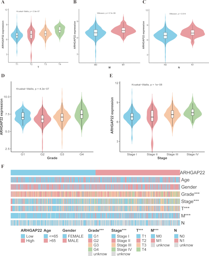 figure-results-2 ARHGAP22 expression violin plot; statistical analysis includes Kruskal-Wallis, Wilcoxon tests.