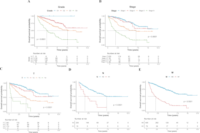 figure-results-3 Cancer survival probability Kaplan-Meier curves; comparison of grades, stages; p-value shown.