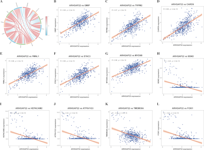 figure-results-5 Gene expression correlation charts ARHGAP22 analysis; circular relationship diagram; scatter plots.