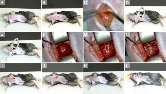 Surgical procedure sequence on a mouse, heart exposure, experimental research, step-by-step diagram.