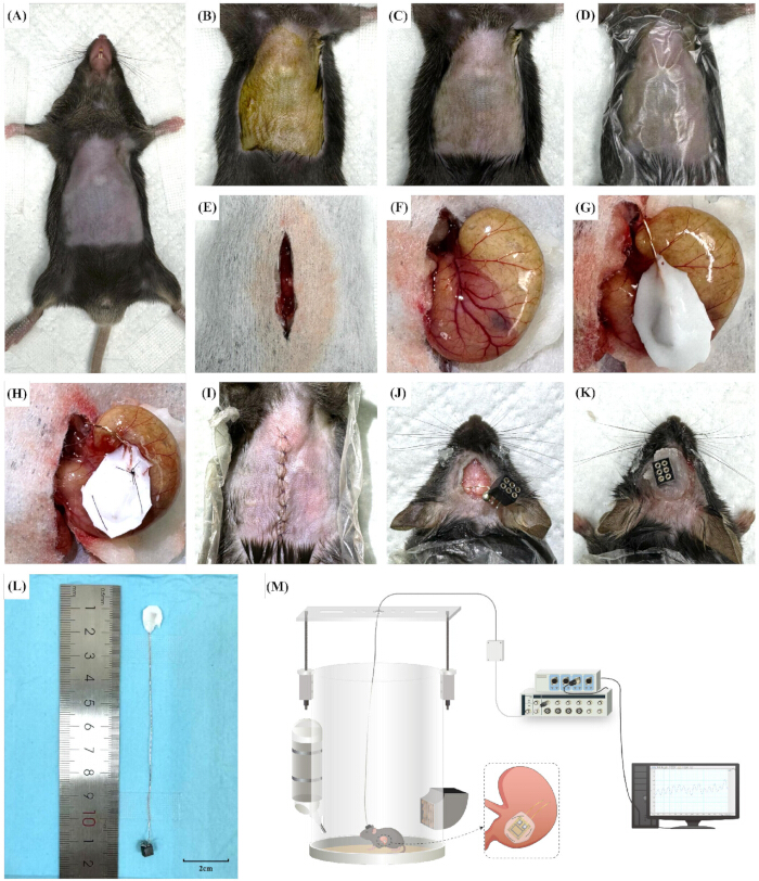 Rodent surgery process; implant placement; experimental setup; healing assessment; diagram.