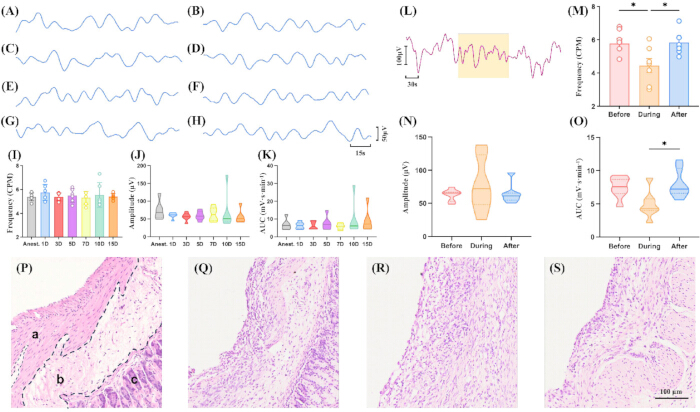 figure-results-1 Waveforms, frequency and amplitude graphs, violin plots, and histology images; data analysis.