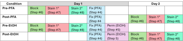 Antibody staining protocol chart with pre/post-fixation steps, outlining sequential processes.