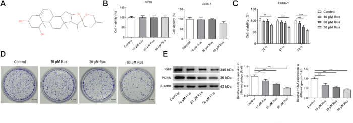 Chemical structure, cell viability bar graph, colony formation assay, protein analysis results.