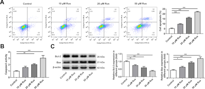 Flow cytometry and Western blot analysis of apoptotic activity, RU treatments, Bcl-2, and Bax expression.