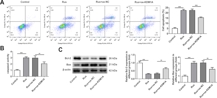 Flow cytometry and Western blot analysis; apoptosis, caspase-3 activity, protein expression levels.