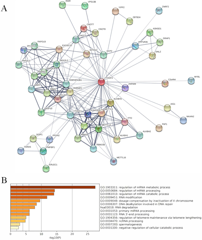figure-results-4 蛋白质相互作用网络图 A,基因本体富集条形图 B,RNA 加工分析